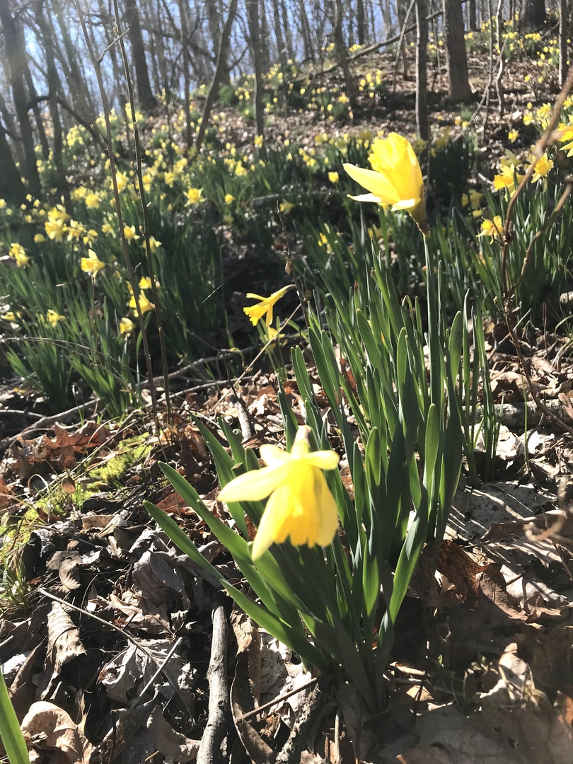 3085 Kaolin Road Cobden, IL 62920 - Photo 65 of 83 a view of a tree with a tree