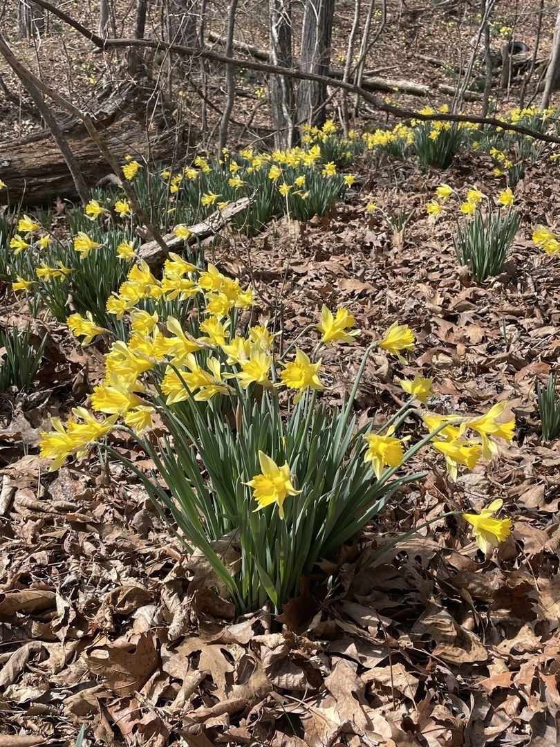 3085 Kaolin Road Cobden, IL 62920 - Photo 66 of 83