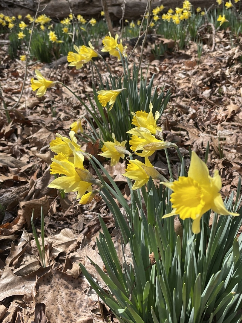 3085 Kaolin Road Cobden, IL 62920 - Photo 67 of 83 a view of a flower in a garden