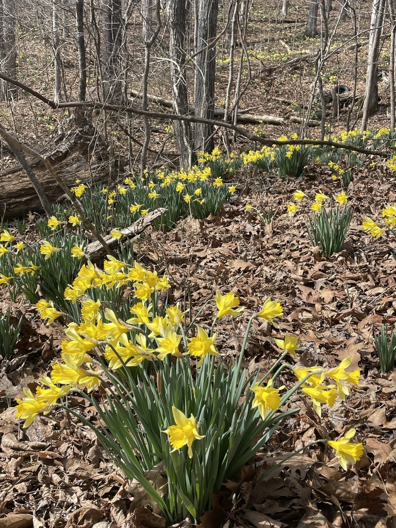 3085 Kaolin Road Cobden, IL 62920 - Photo 68 of 83