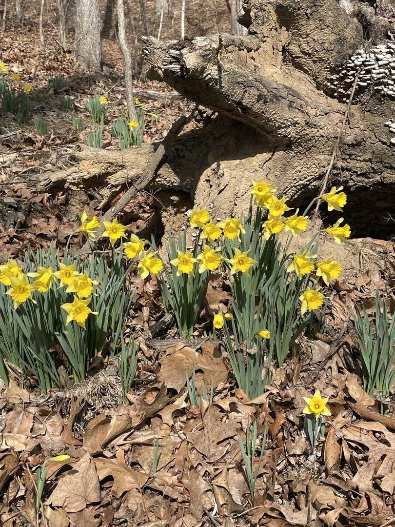 3085 Kaolin Road Cobden, IL 62920 - Photo 69 of 83