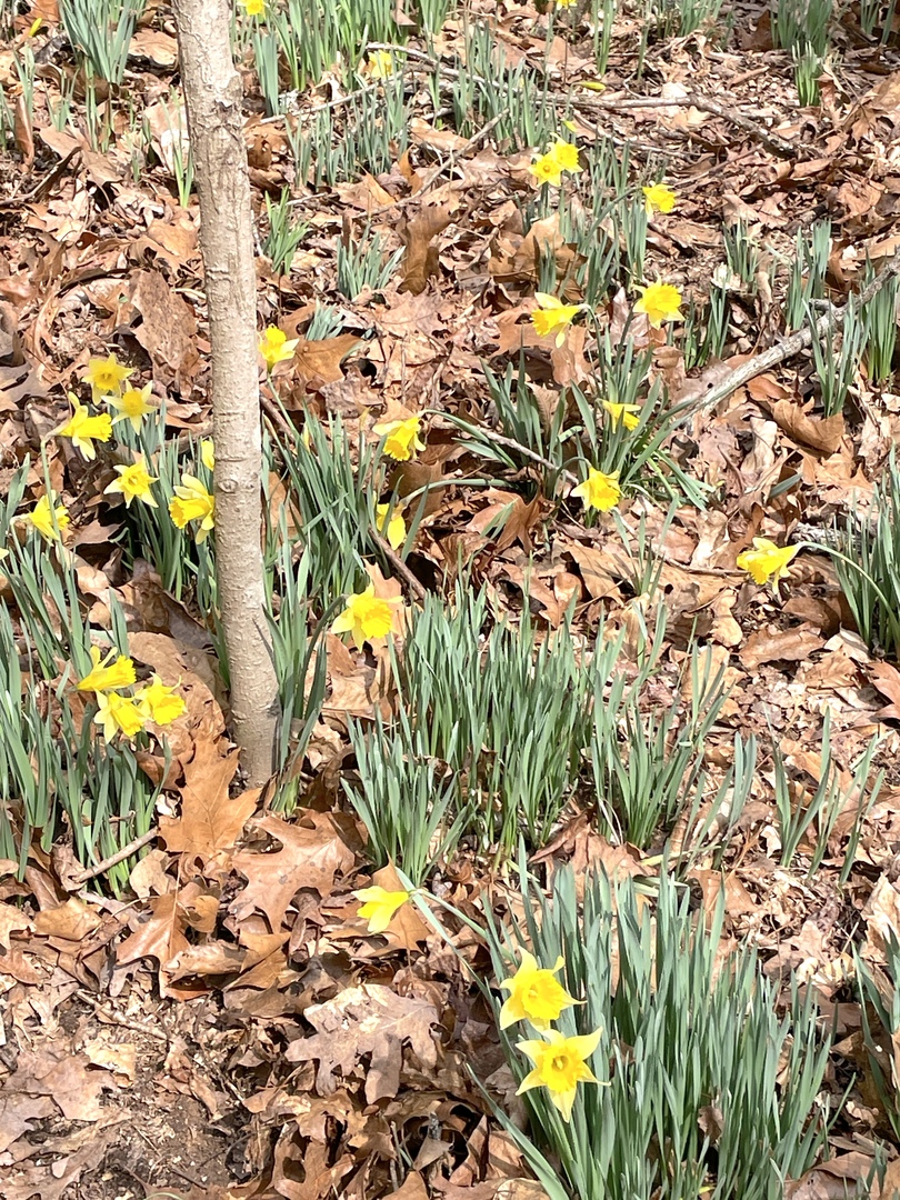 3085 Kaolin Road Cobden, IL 62920 - Photo 70 of 83