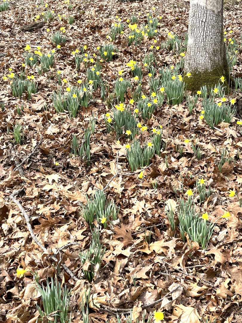 3085 Kaolin Road Cobden, IL 62920 - Photo 71 of 83 a view of a tree