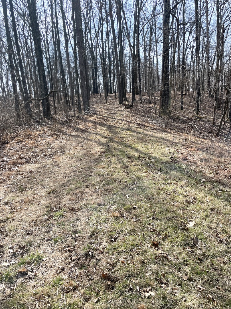 3085 Kaolin Road Cobden, IL 62920 - Photo 79 of 83 a view of a yard with large trees