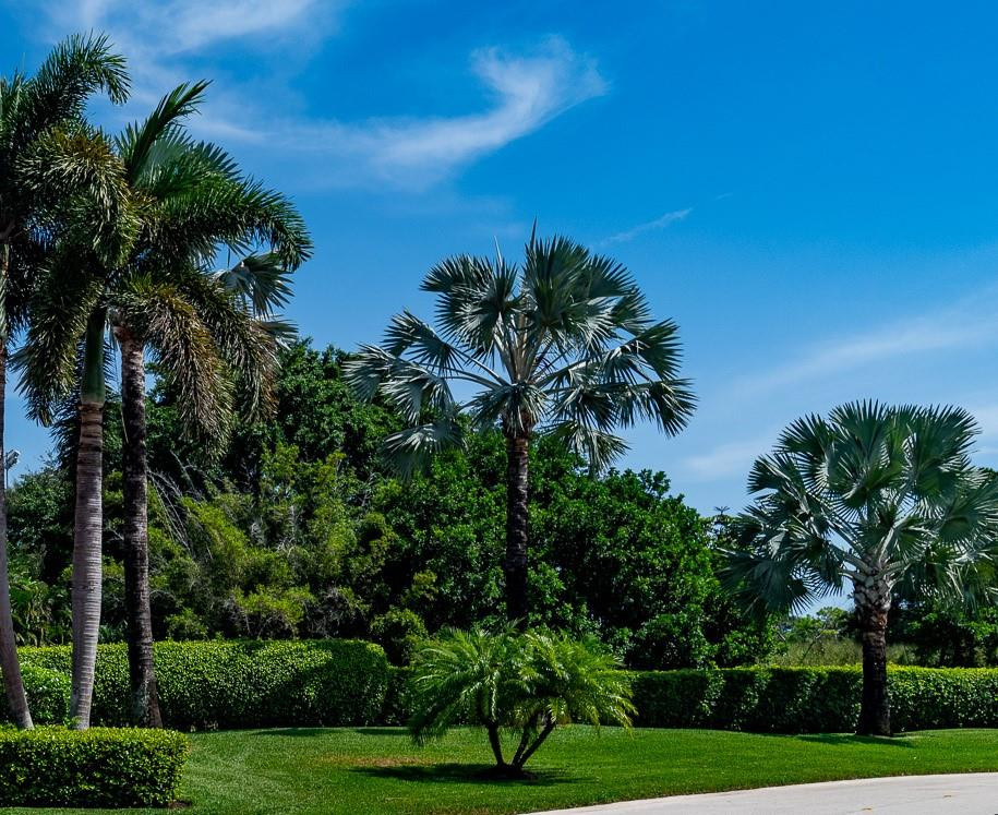 6192 Northwest 24th Street Boca Raton, FL 33434 - Photo 42 of 57 a view of a park with palm trees