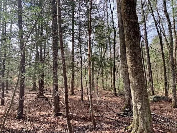 a view of a forest with trees