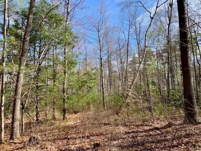 a view of three trees