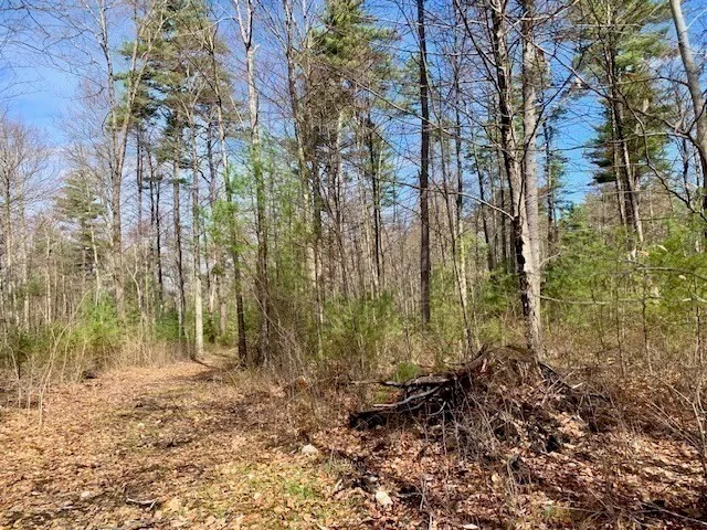 a view of a yard with large trees