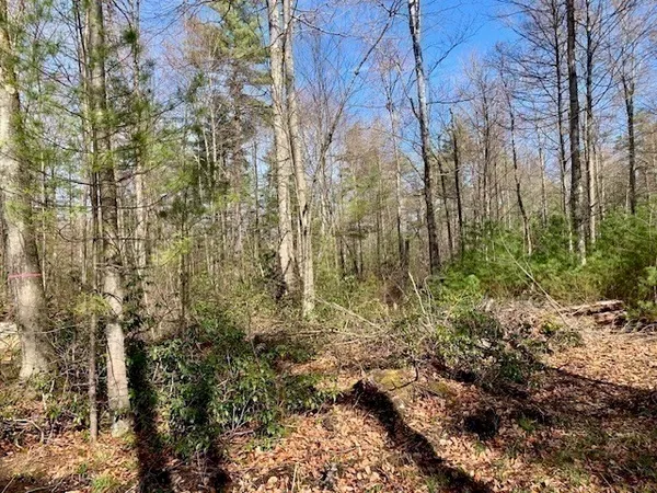a view of outdoor space with lots of trees