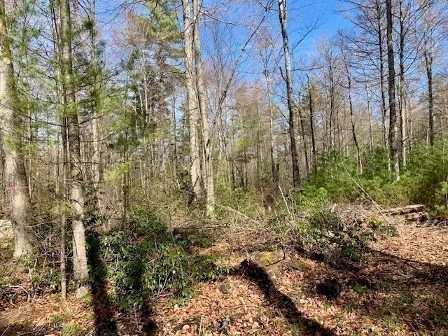 a view of outdoor space with lots of trees