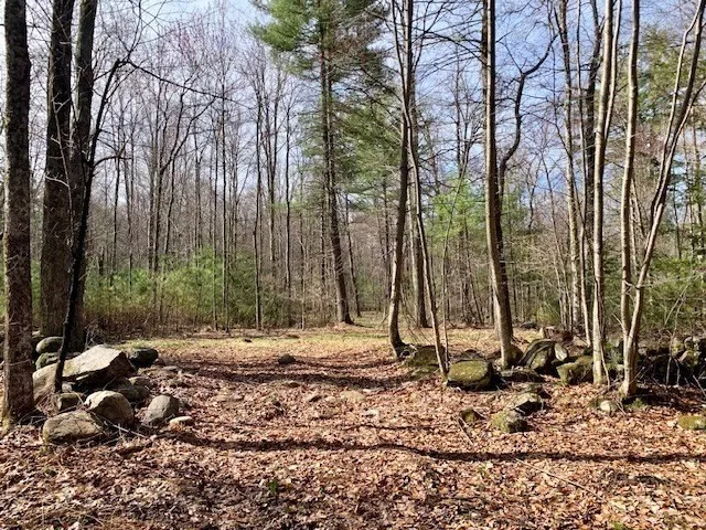 a view of a backyard with large trees