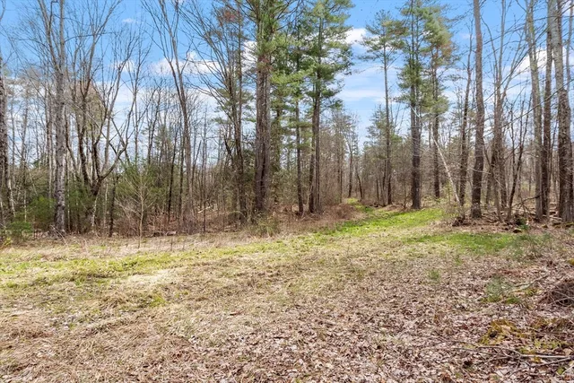 a road view with large trees