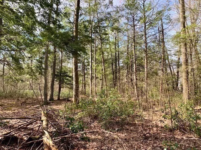 a backyard of a house with lots of tall trees