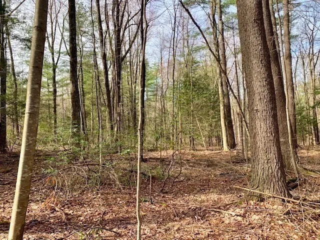 a view of a forest with trees