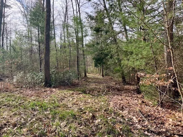 a view of outdoor space with lots of trees