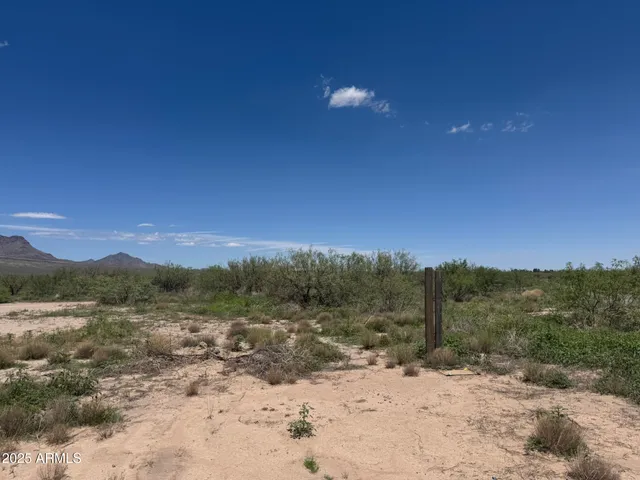 a view of a dry yard with trees in the background