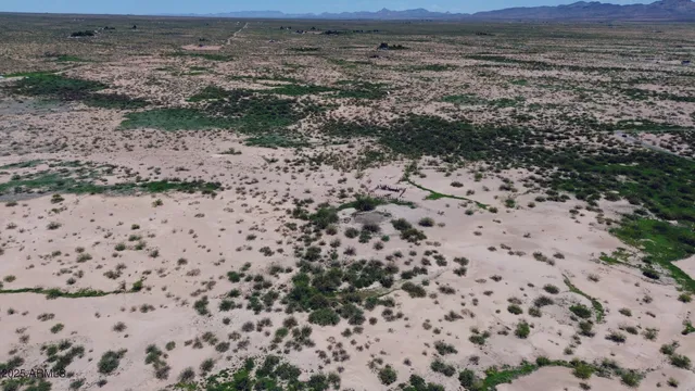 a view of a yard with a dry plant