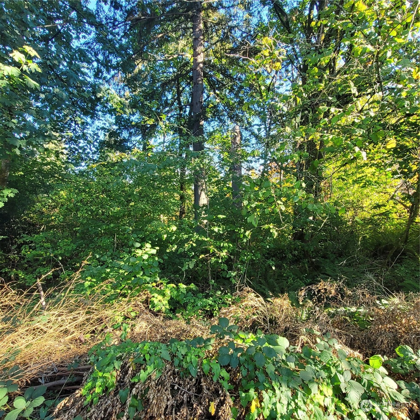 13336 186th Avenue Southeast Renton, WA 98059 - Photo 9 of 14 Gallery Image 9
