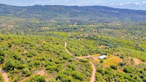 a view of a forest with a street