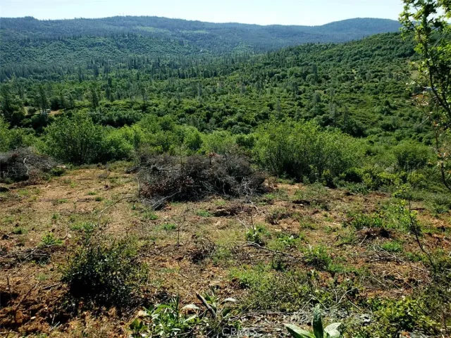 a view of a forest with a street