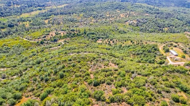 a view of a big yard with plants and large trees