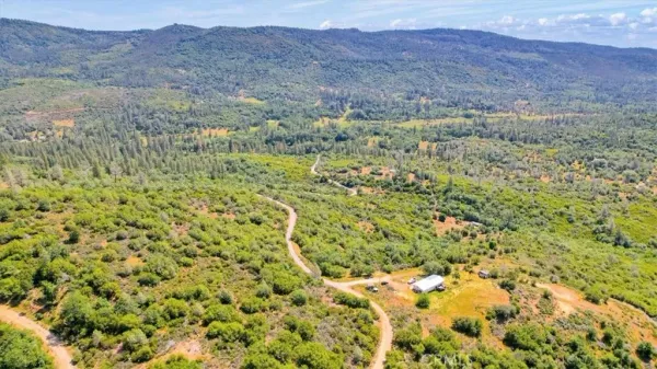 a view of a lush green forest with a mountain