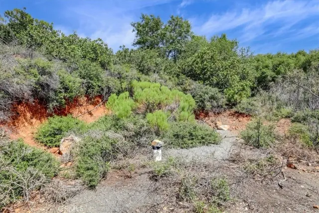 a view of a forest with a tree in the background