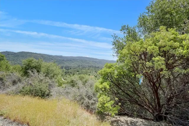 a view of a dry yard with trees in the background