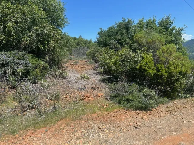 a view of a yard with a tree