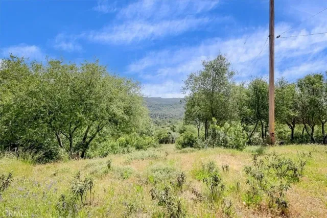a view of a yard with a tree