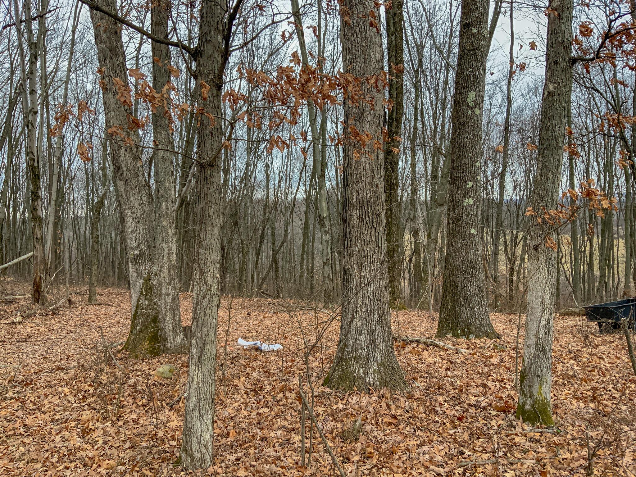 0 Cream Ridge Road Lisbon, OH 44432 - Photo 2 of 49 IMG_4782