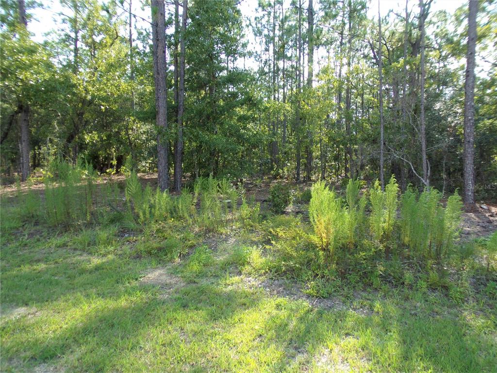 6 Southwest 136th Court Road Dunnellon, FL 34432 - Photo 1 of 1 Great Lot in Rolling Hills
