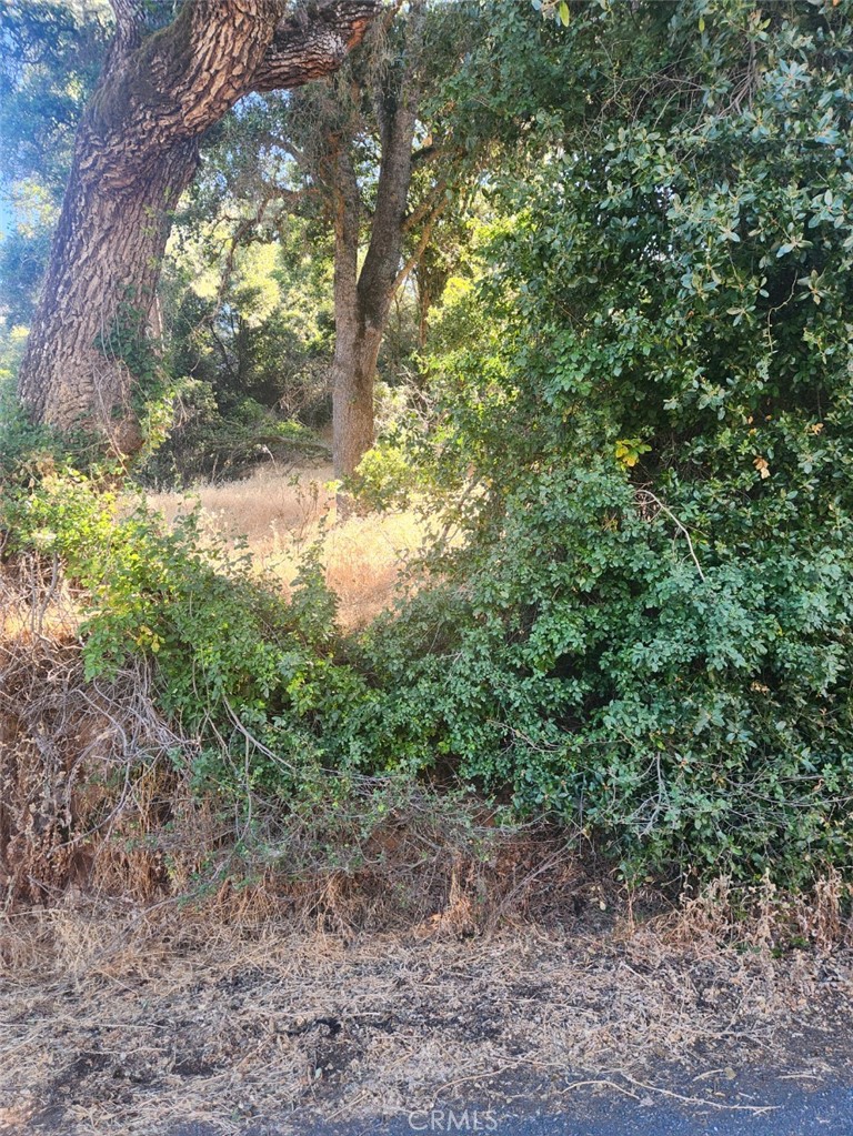 4010 Foothill Drive Lucerne, CA 95458 - Photo 2 of 2 a view of a yard with a tree