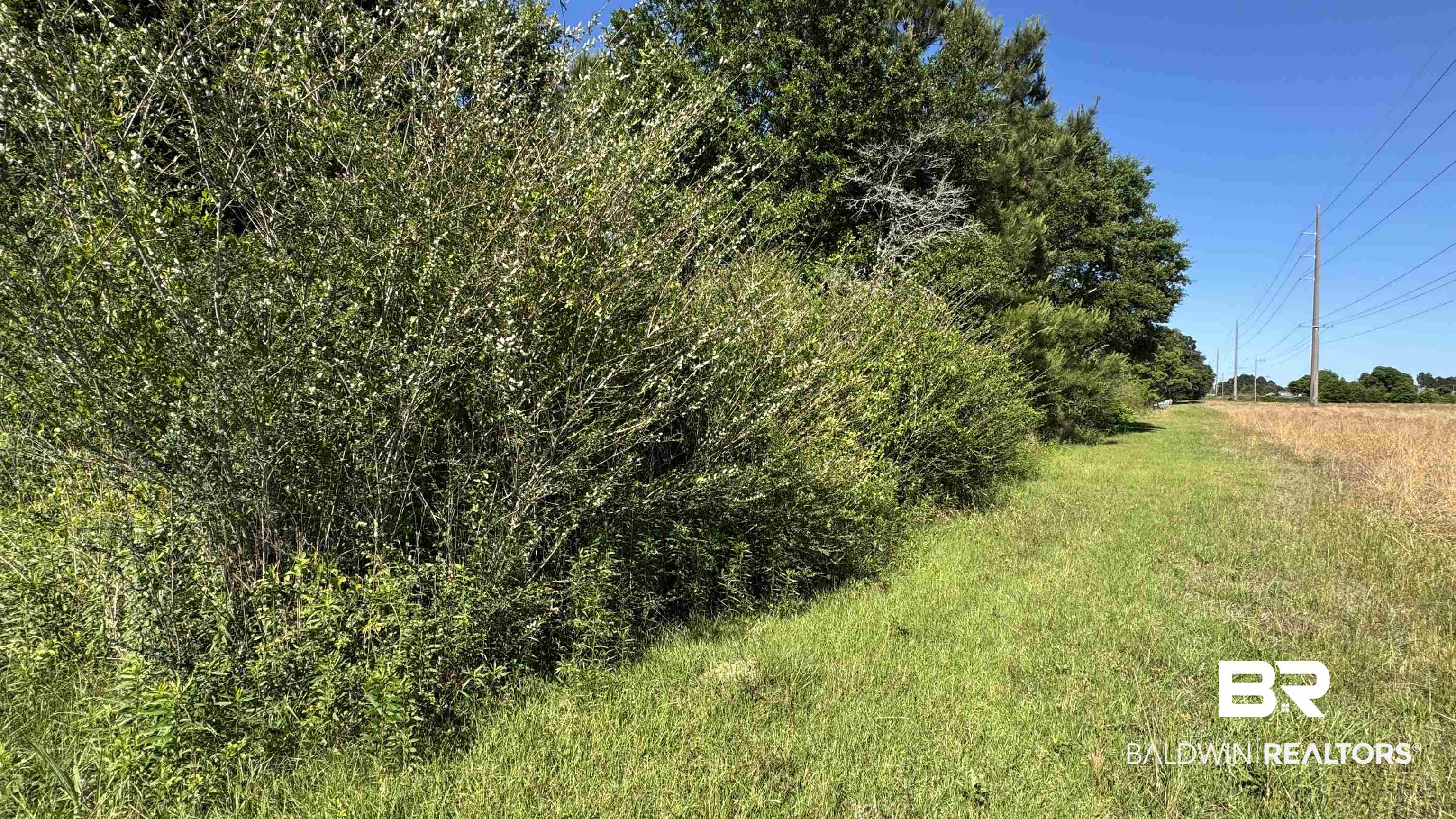 33370 Highway 98 Lillian, AL 36549 - Photo 53 of 58 Natural landscape featuring mature trees and established shrubbery bordering a grassy expanse