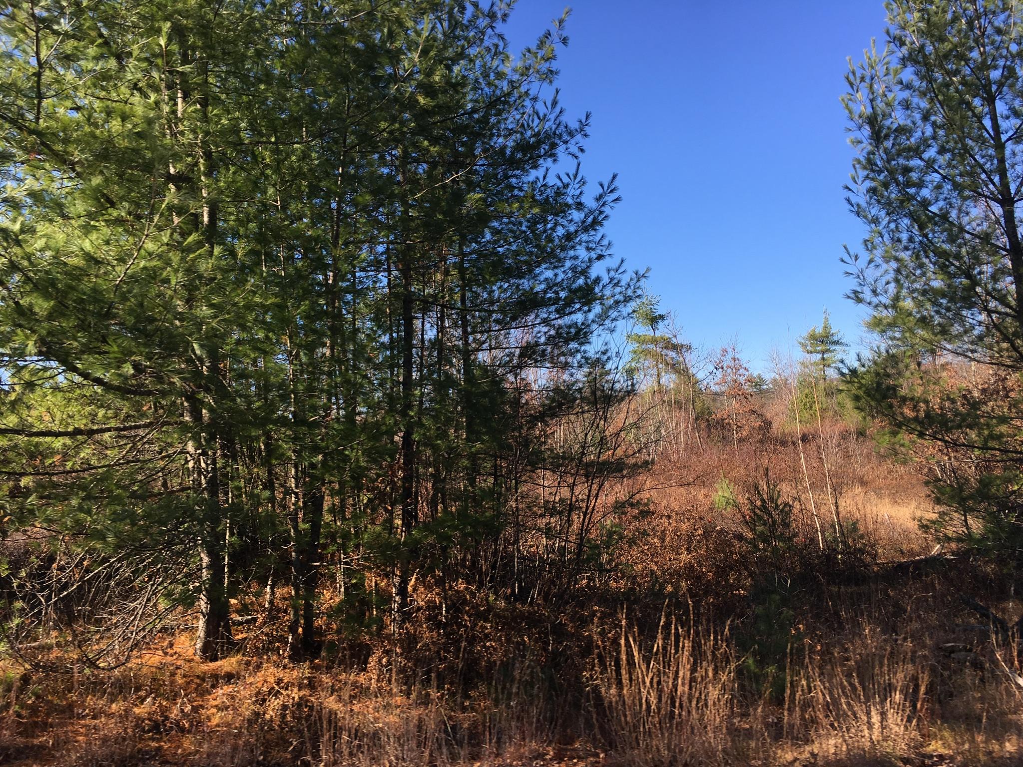 11-acres Bridgton Road East Baldwin, ME 04024 - Photo 4 of 6 E34A2223-AE2A-4A16-9200-D49E44839271