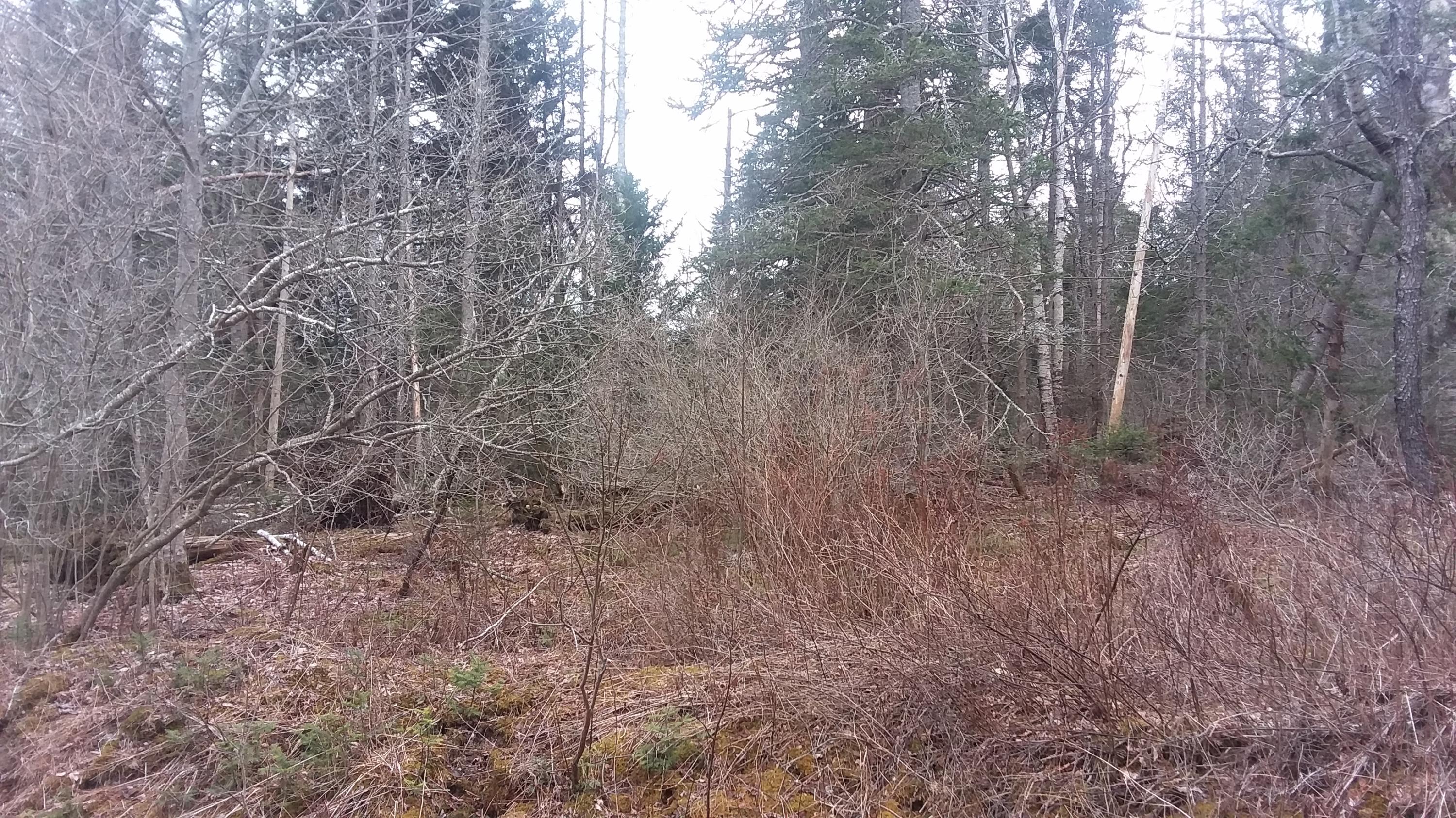 0 Otis Point Road Tenants Harbor, ME 04860 - Photo 5 of 9 20200414_155100