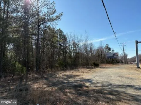 a view of water covered with tall trees