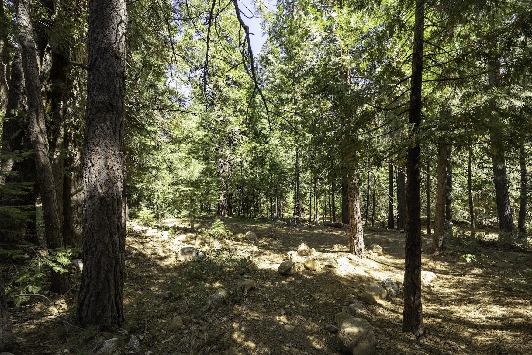 41080 Putt Road Emigrant Gap, CA 95715 - Photo 18 of 21 a view of yard with trees