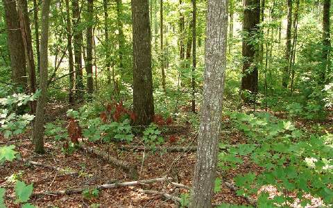 Lot 4 Clate Fain Road Murphy, NC 28906 - Photo 1 of 1 Main View