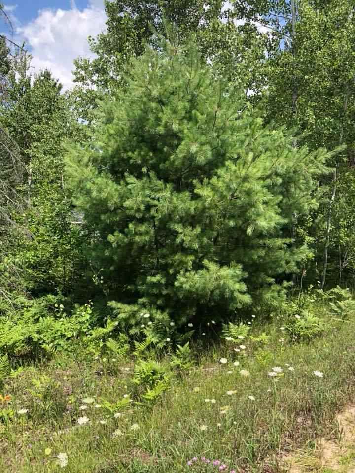 4830 Lund Road Southwest Fife Lake, MI 49633 - Photo 77 of 84 1850807-76.JPG