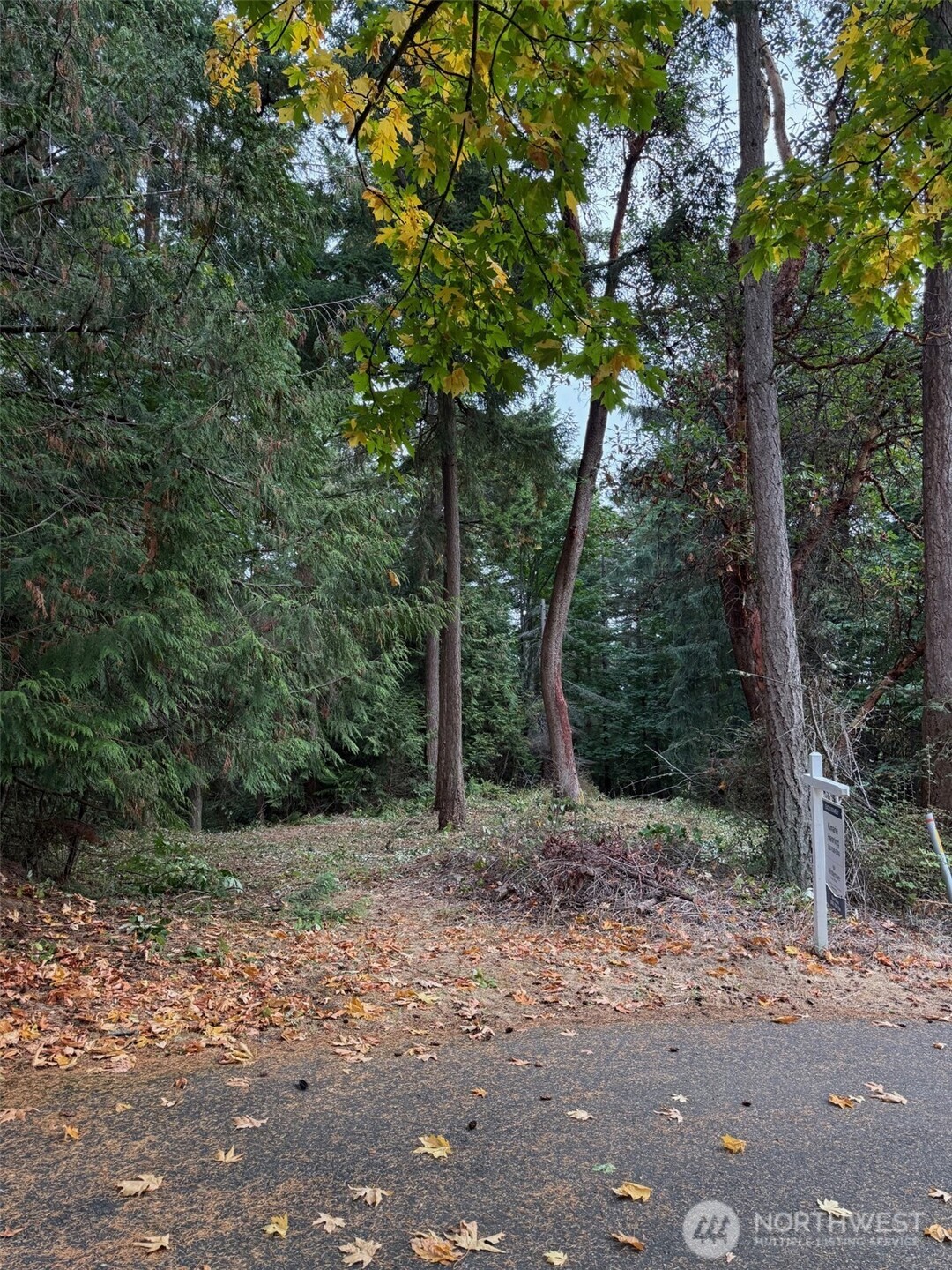 11711 Hummingbird Lane Anacortes, WA 98221 - Photo 2 of 10 a view of a forest with trees in the background