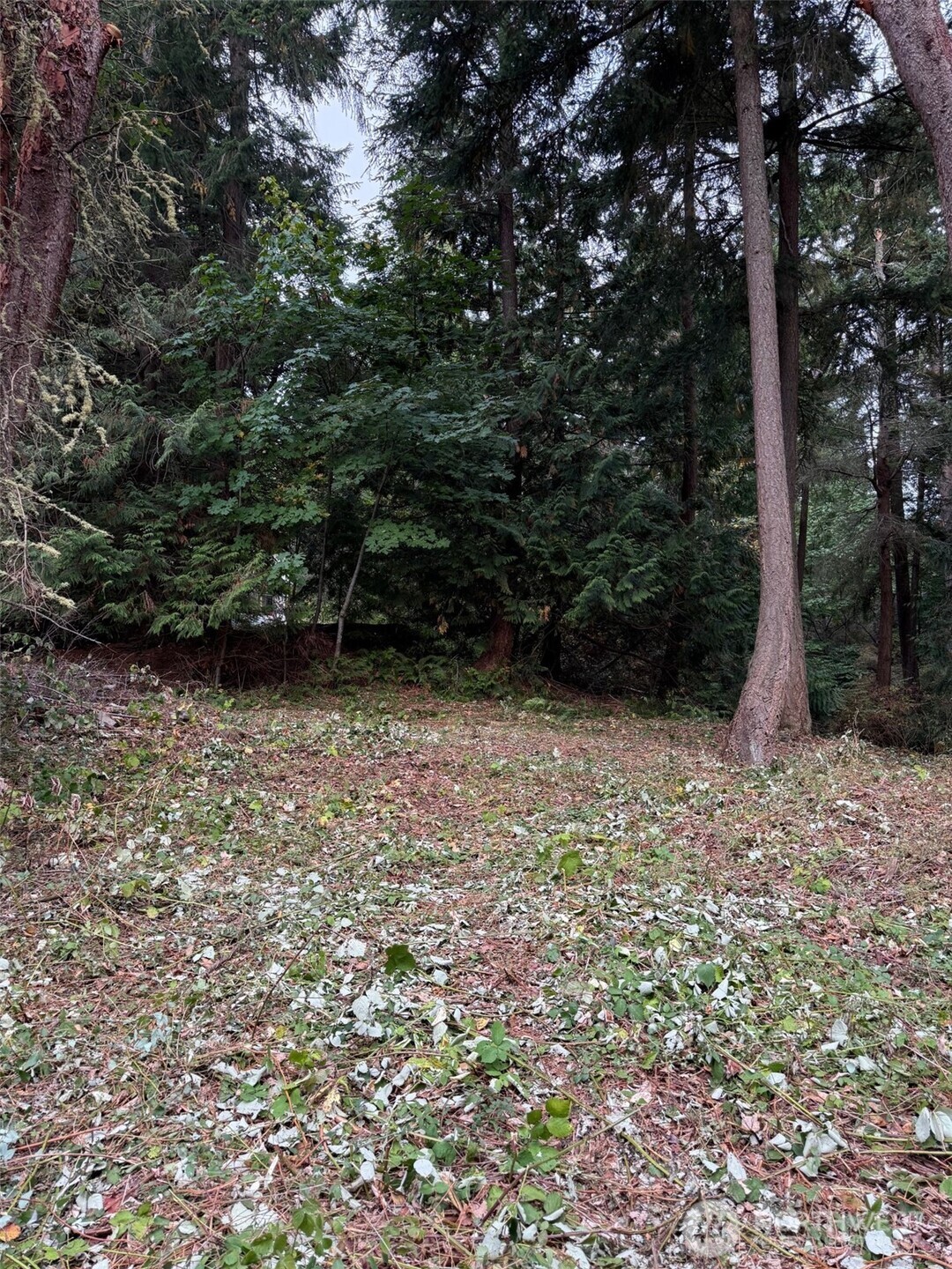 11711 Hummingbird Lane Anacortes, WA 98221 - Photo 3 of 10 a view of outdoor space and yard