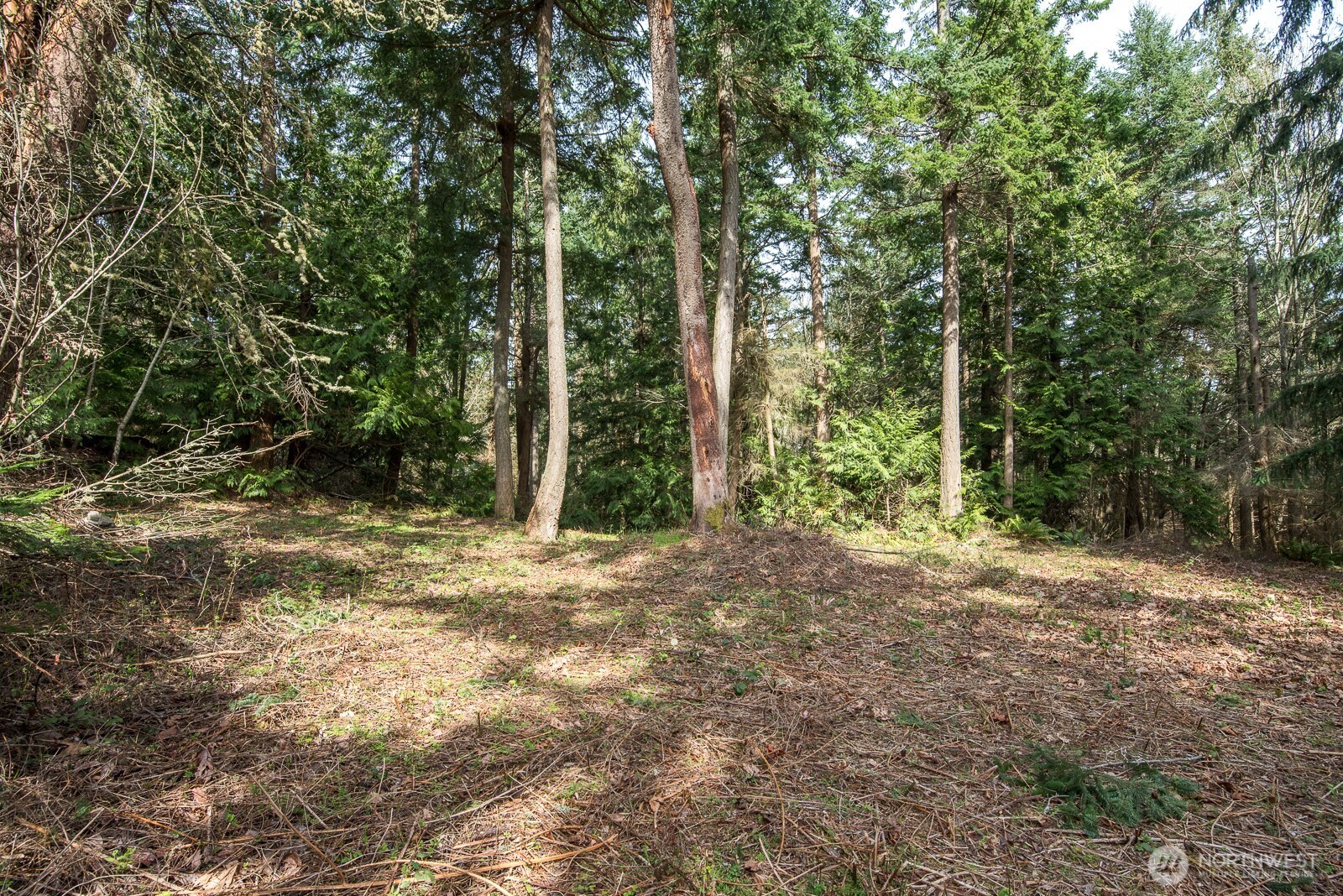 11711 Hummingbird Lane Anacortes, WA 98221 - Photo 8 of 14 a view of a forest with trees in the background
