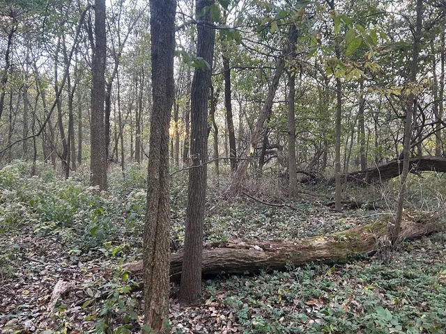 a view of a forest that has large trees