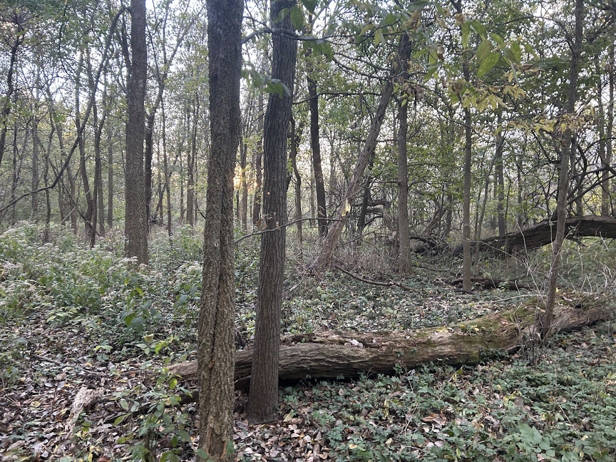 9999 Aberdeen Road Frankfort, IL 60423 - Photo 3 of 9 a view of a forest that has large trees