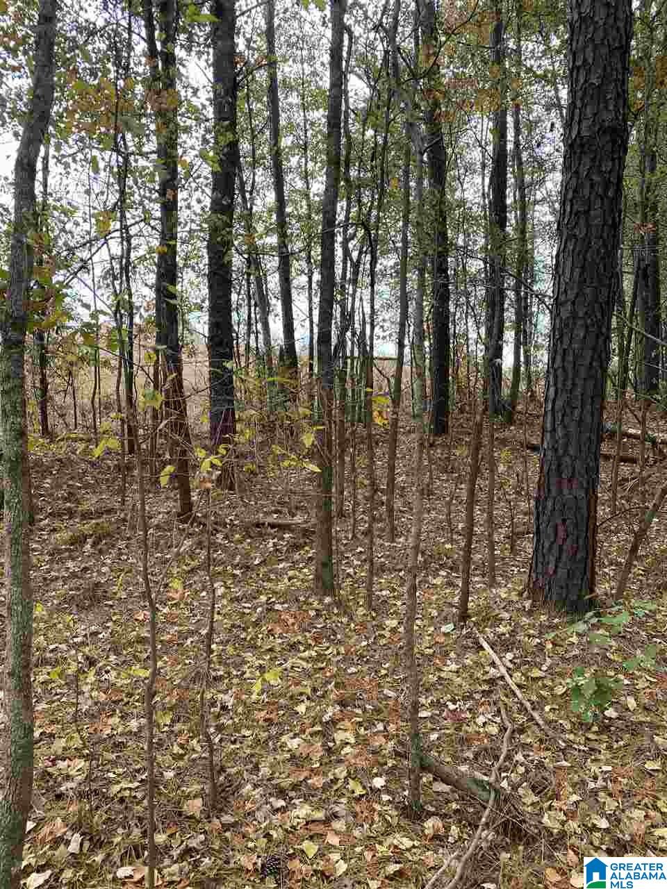 1 Highway 216, Unit 1 McCalla, AL 35111 - Photo 6 of 8