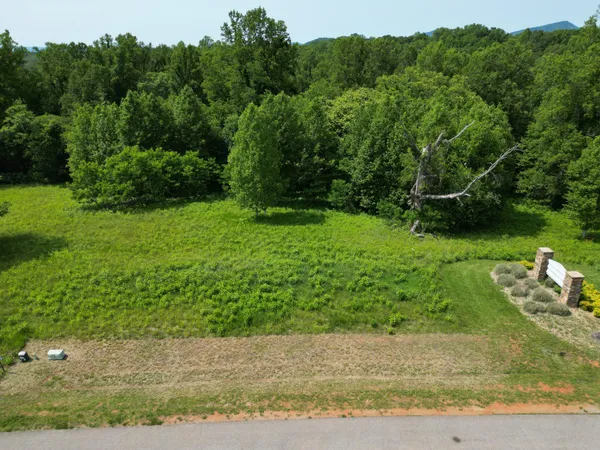 a view of a garden with a large tree