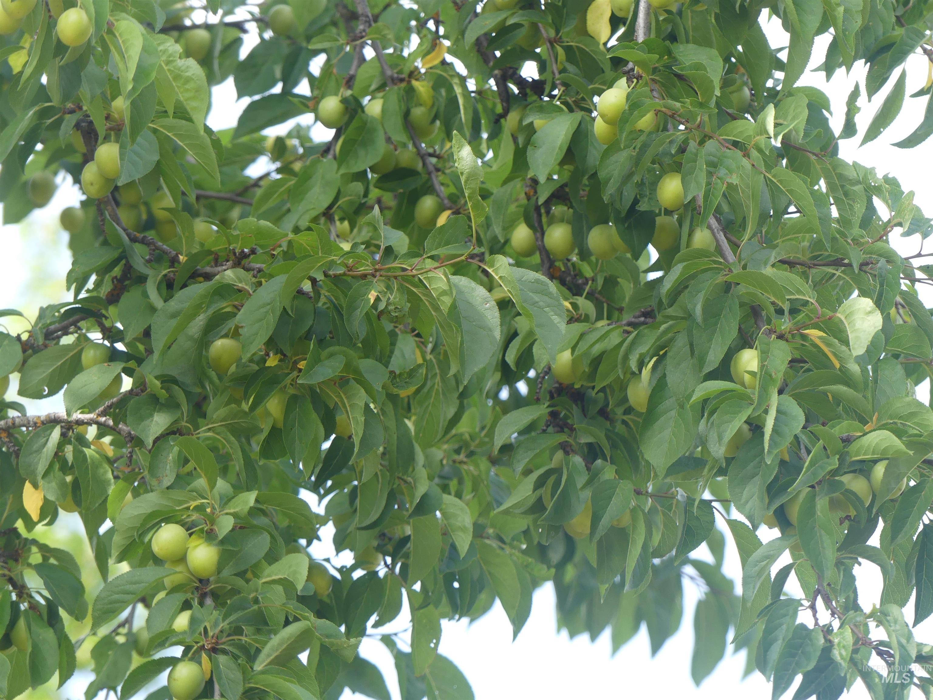 385 Glenwood Road Kamiah, ID 83536 - Photo 15 of 25 Exterior view