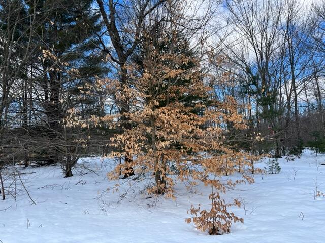 10880 Healy Lake Road Kaleva, MI 49645 - Photo 20 of 38 IMG_4924