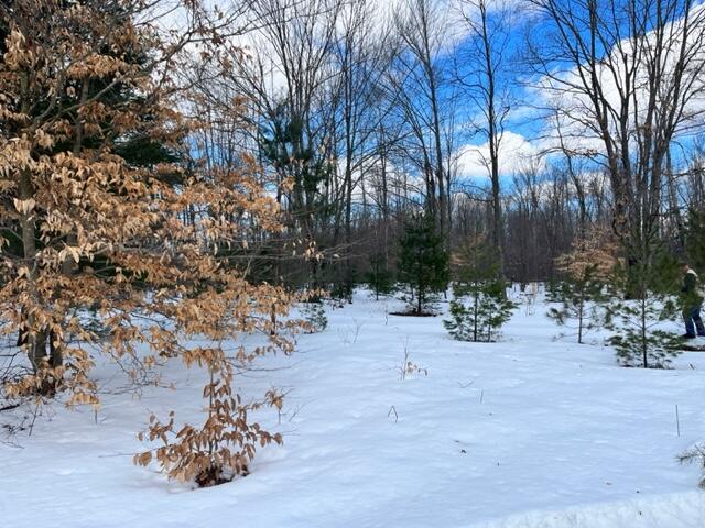 10880 Healy Lake Road Kaleva, MI 49645 - Photo 22 of 38 IMG_4926
